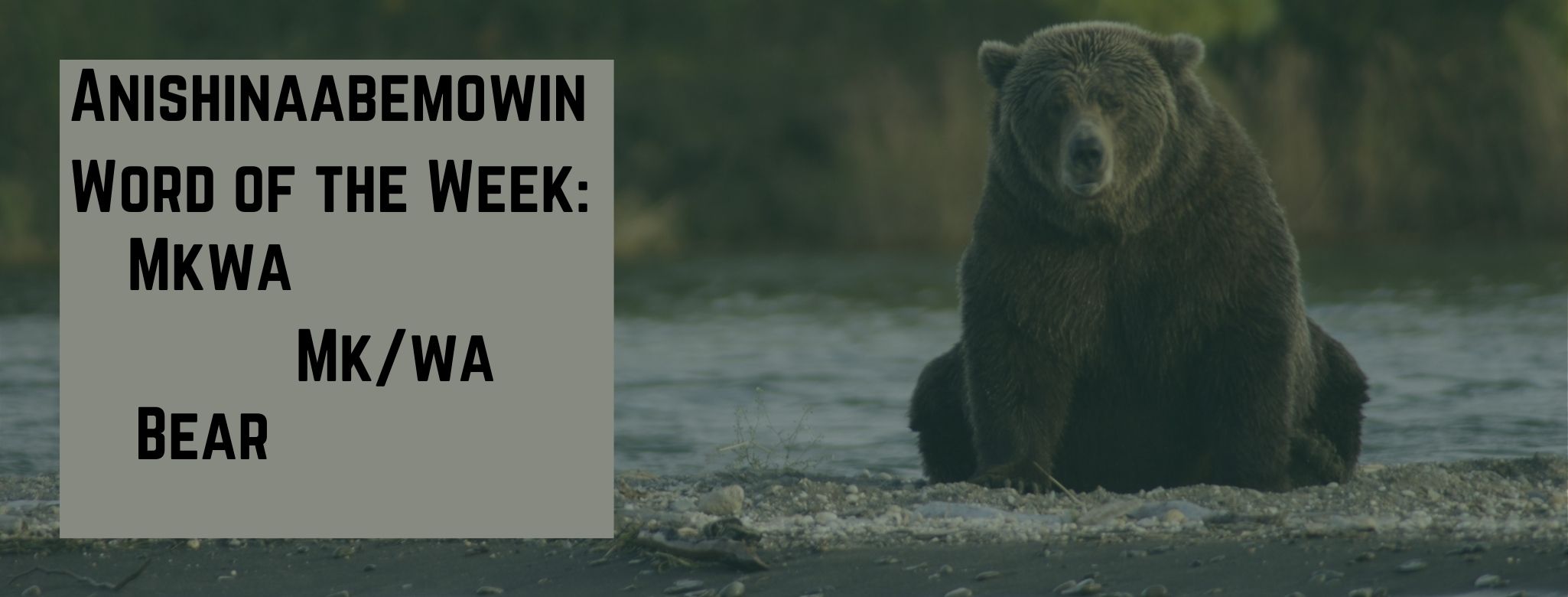 Anishinaabemowin word of the week Mkwa Bear